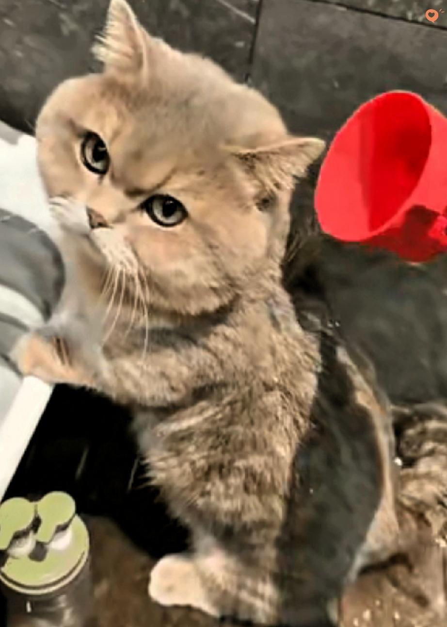 2000万播放的洗澡视频，居然看哭了无数人！广州95后女生随手拍的给猫洗澡