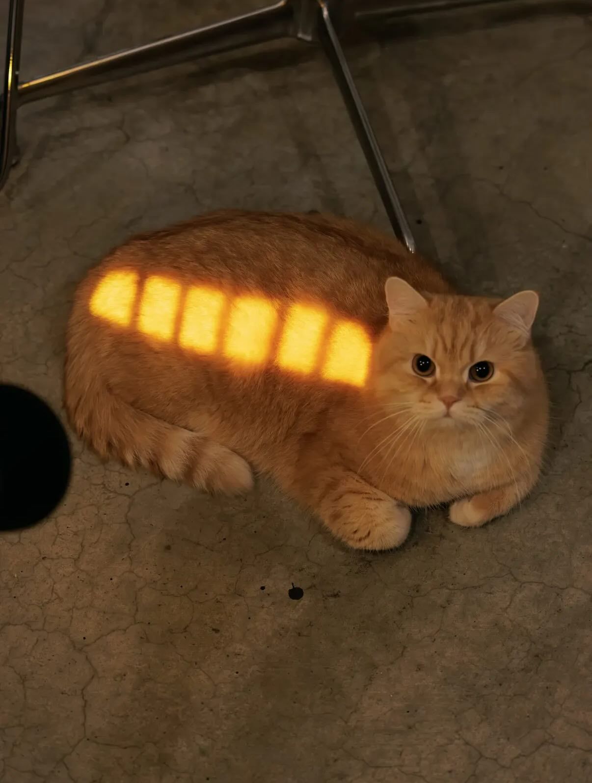 猫猫巴士~meme​​​