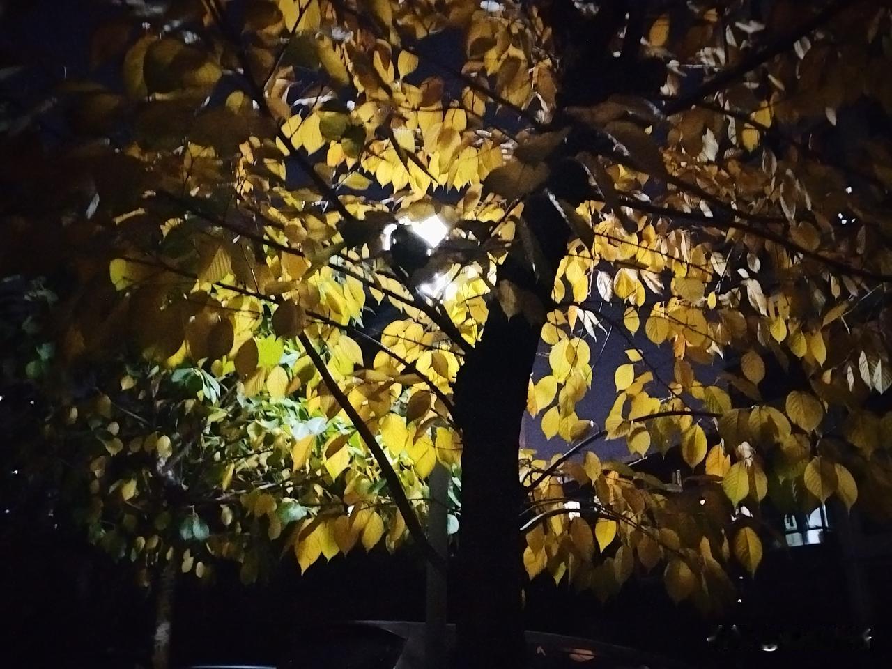 好邻居又开始腌大白菜了。对于东北人来说，腌白菜就是一种仪式感，很神圣的仪式感