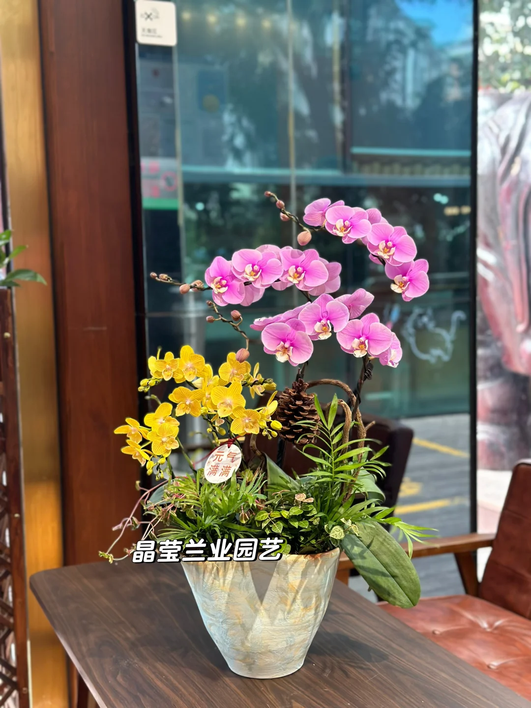 蝴蝶兰盆栽 上海同城配送 蝴蝶兰 拼色