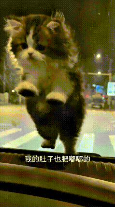 看这个视频给我笑的不行，这只小奶猫也太招人稀罕了。大晚上的，不知道从哪跑过来，直
