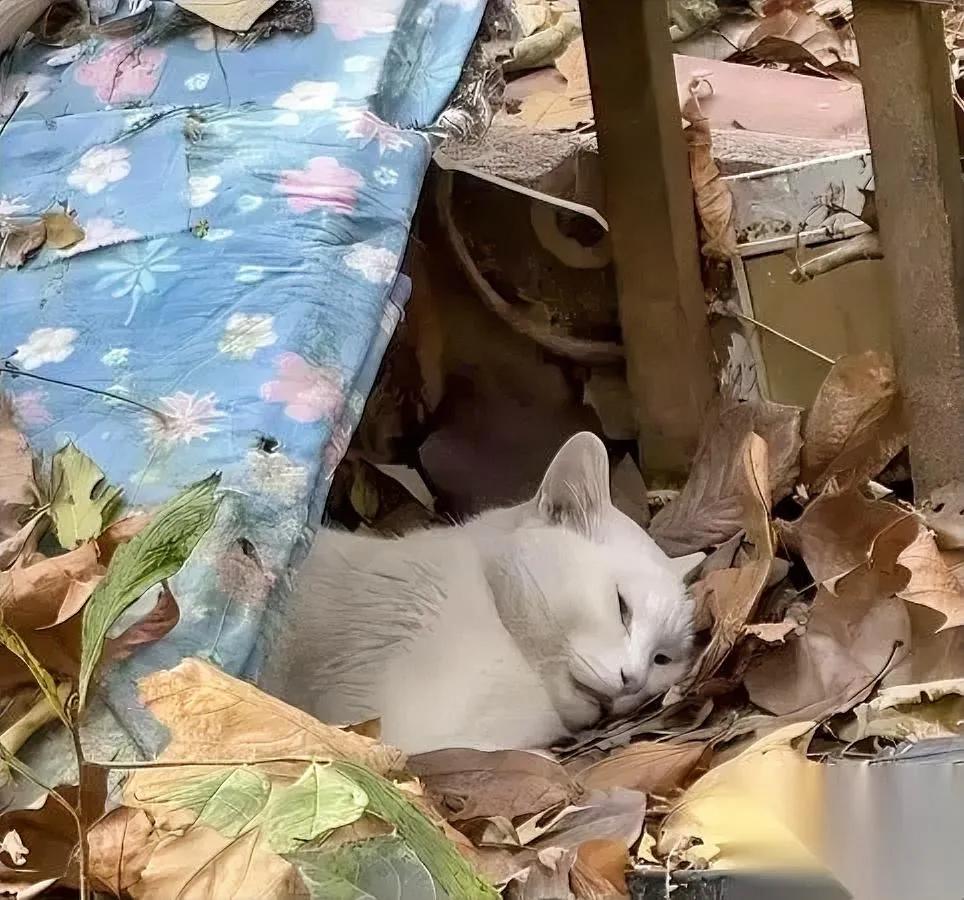 阿姨的白猫没熬过冬天早上掀开窝时猫已僵硬她抱着猫在雪地哭到发抖。三年来白