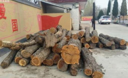 为什么枣木不能当柴烧？大部分树木死后都能当柴火烧，唯独枣树被农民们嫌弃，枣木和其