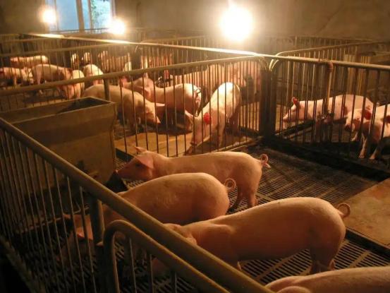 很多人问，猪肉为啥没以前好吃了，中国农科院教授对此表示：猪肉好不好吃，与吃的饲料