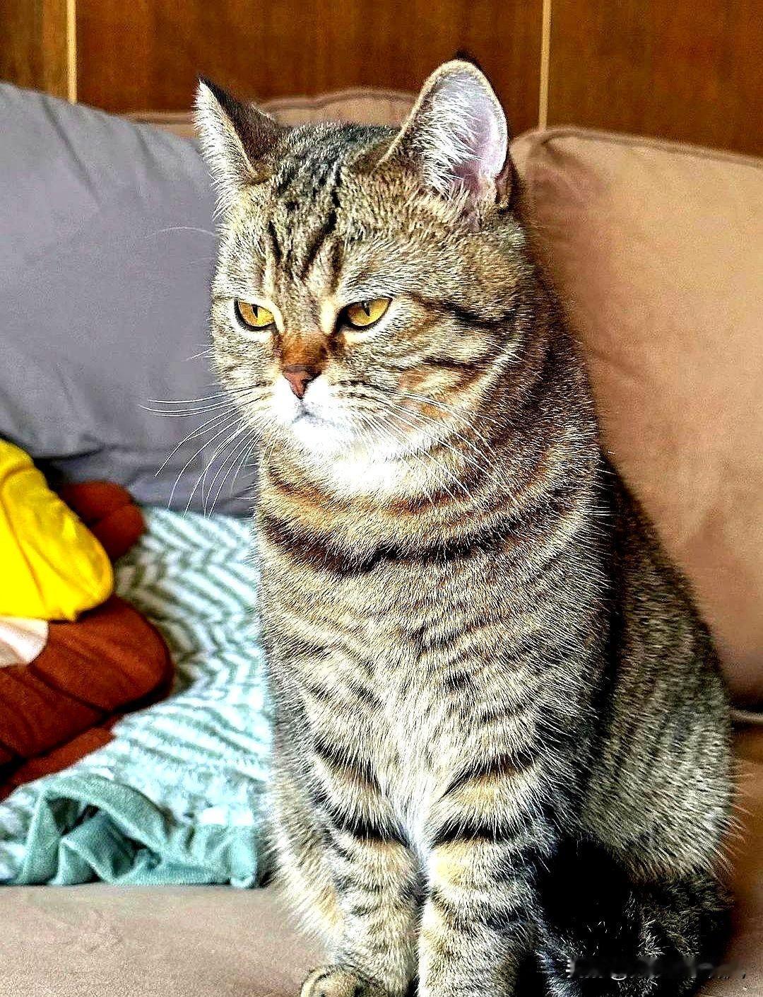 这只狸花猫我养一年了，经常三四天不回家，每次回来身上还总是香喷喷的，是一种沐浴露