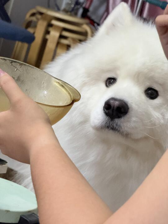 当你有只馋嘴的小狗～