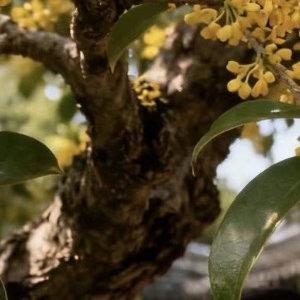 桂花的种植方法一、选择时间：在种植桂花之前，有必要知道最合适的时间，春天更适合种