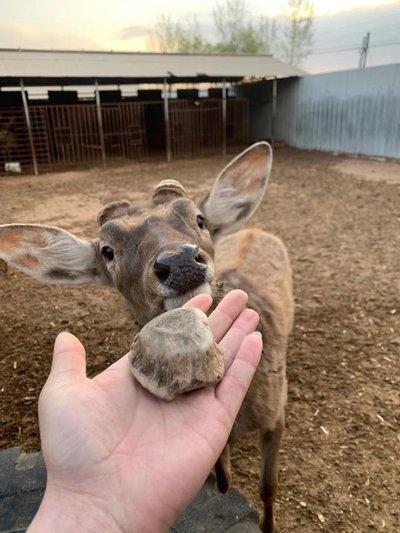 为什么饲养员要帮梅花鹿拔除鹿角帽？ 很多人看到饲养员给梅花鹿拔鹿角帽，都会误