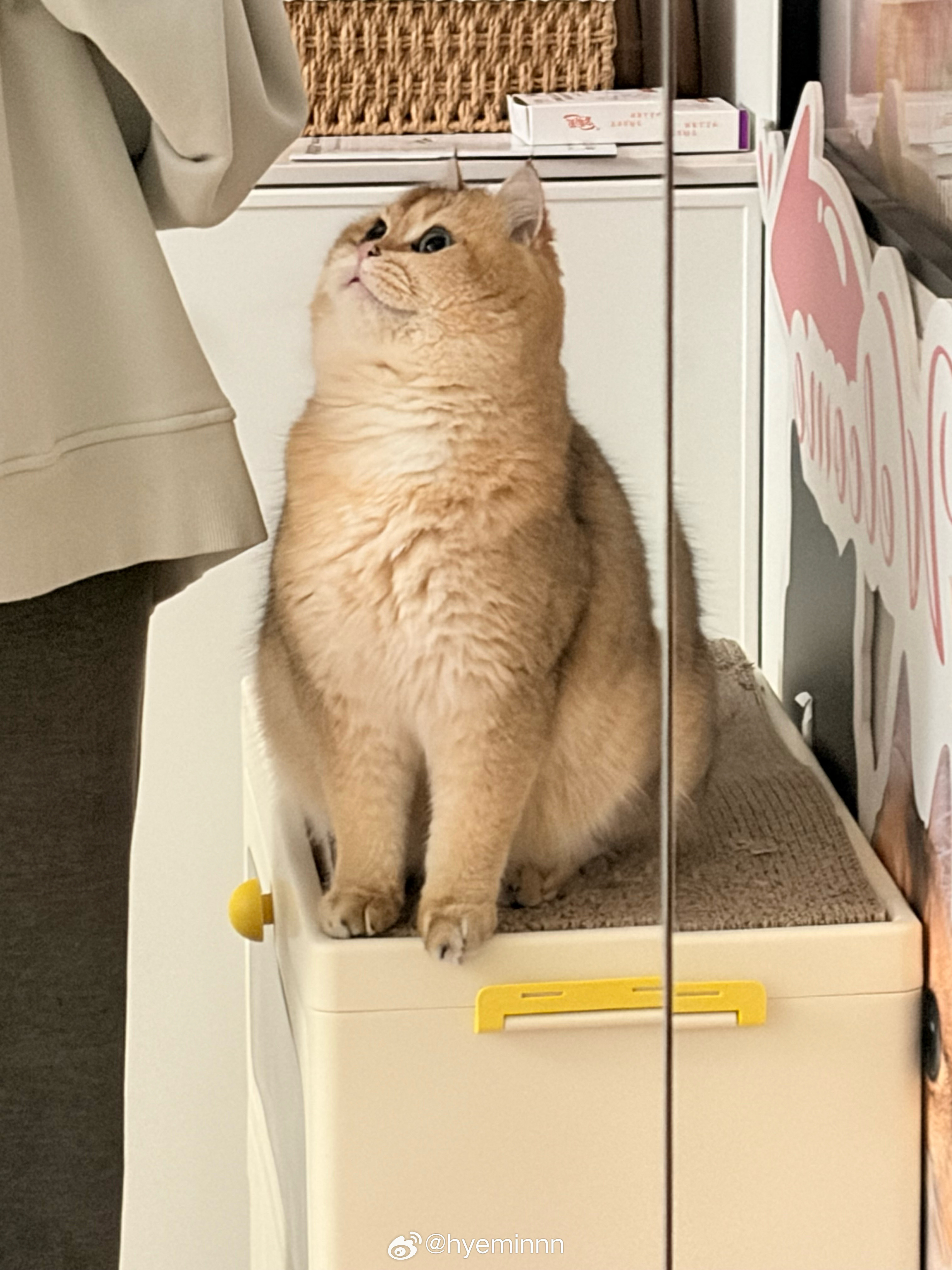 生活真是猫猫又yummy🫰🏻