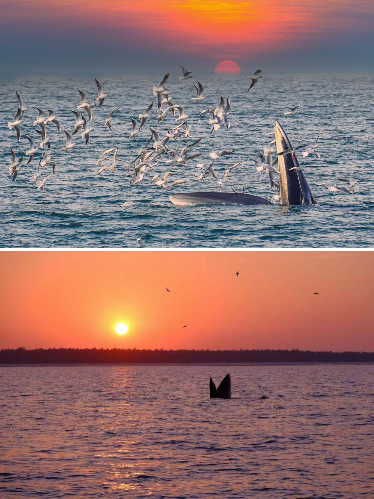 涠洲岛观鲸攻略🌊邂逅布氏鲸的浪漫，这份幸运我珍藏了✨家人们！终于在我的人生