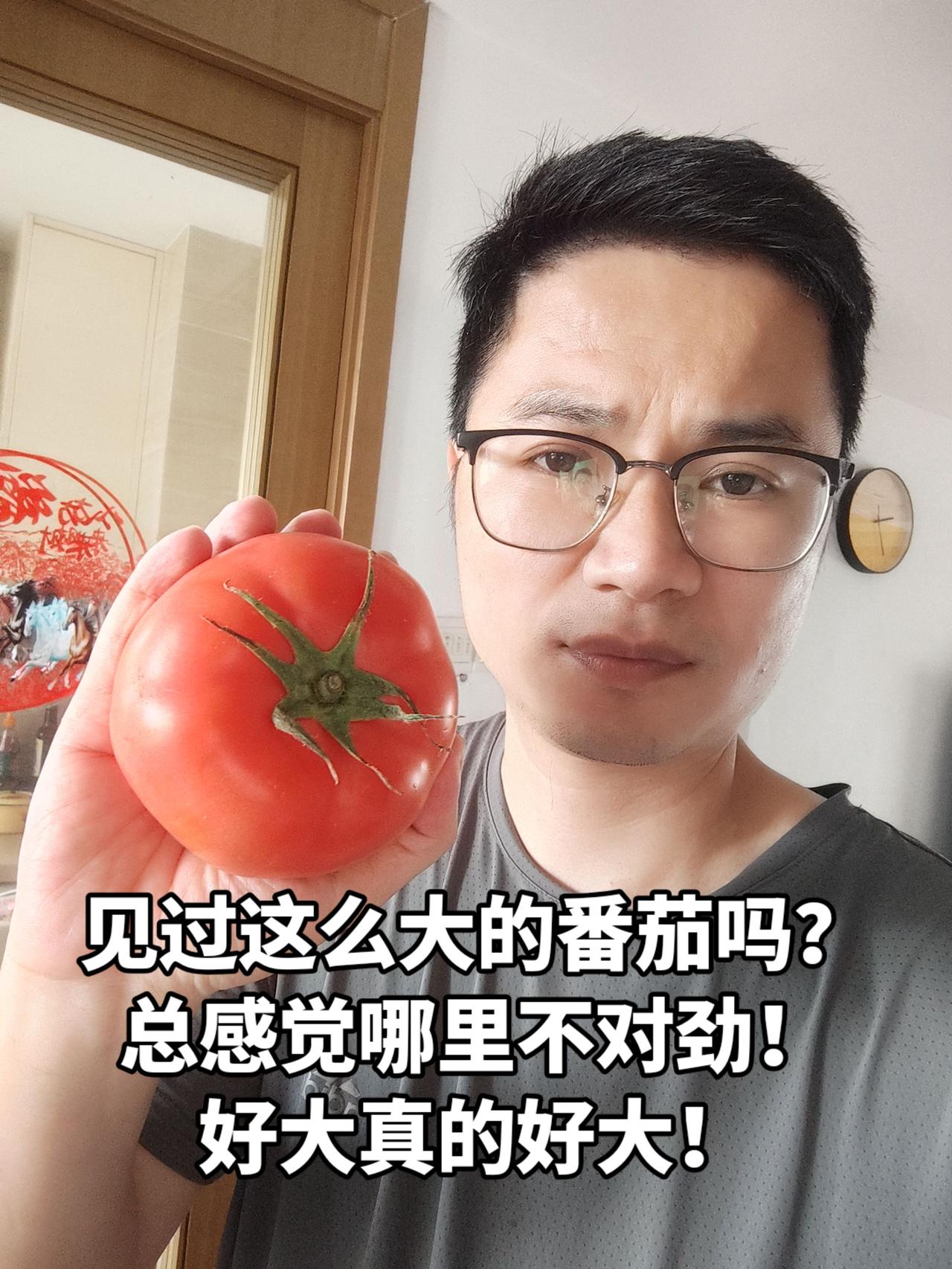 总感觉番茄不可能这么大！大的有点诡异！