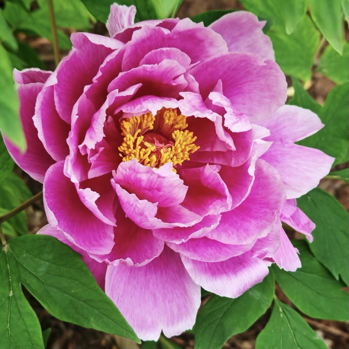 绿叶丛中，牡丹花开花开灿烂，绚丽多彩婀娜多姿，人见人爱