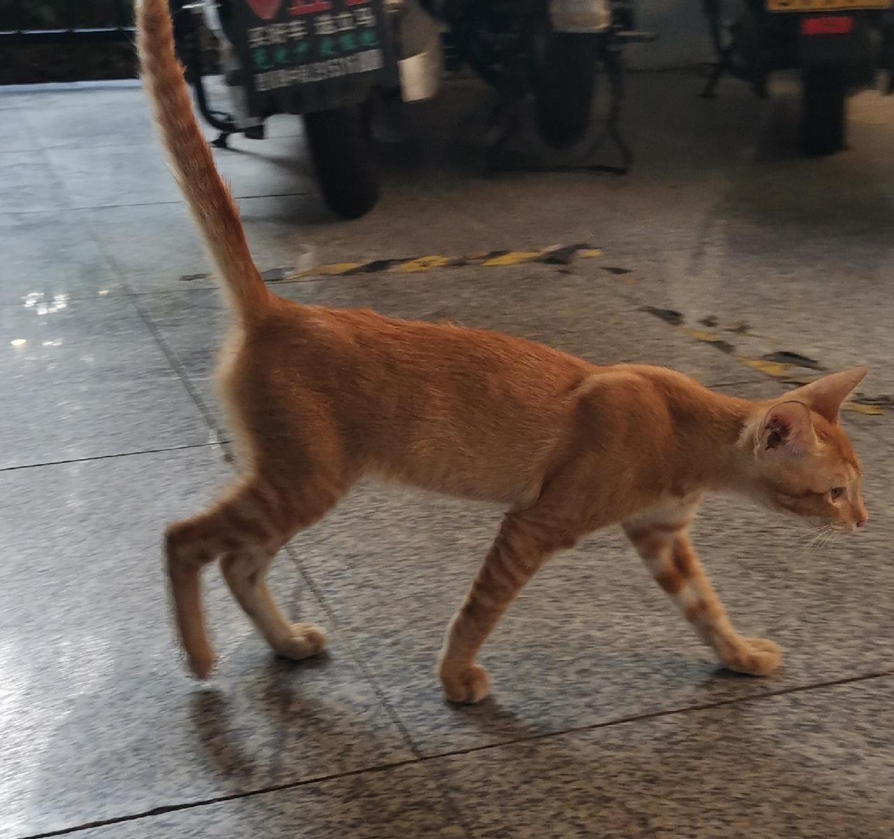 行善还是添乱？我们家附近的公园里有很多流浪猫，我平时在公园里散步时，看到有好心