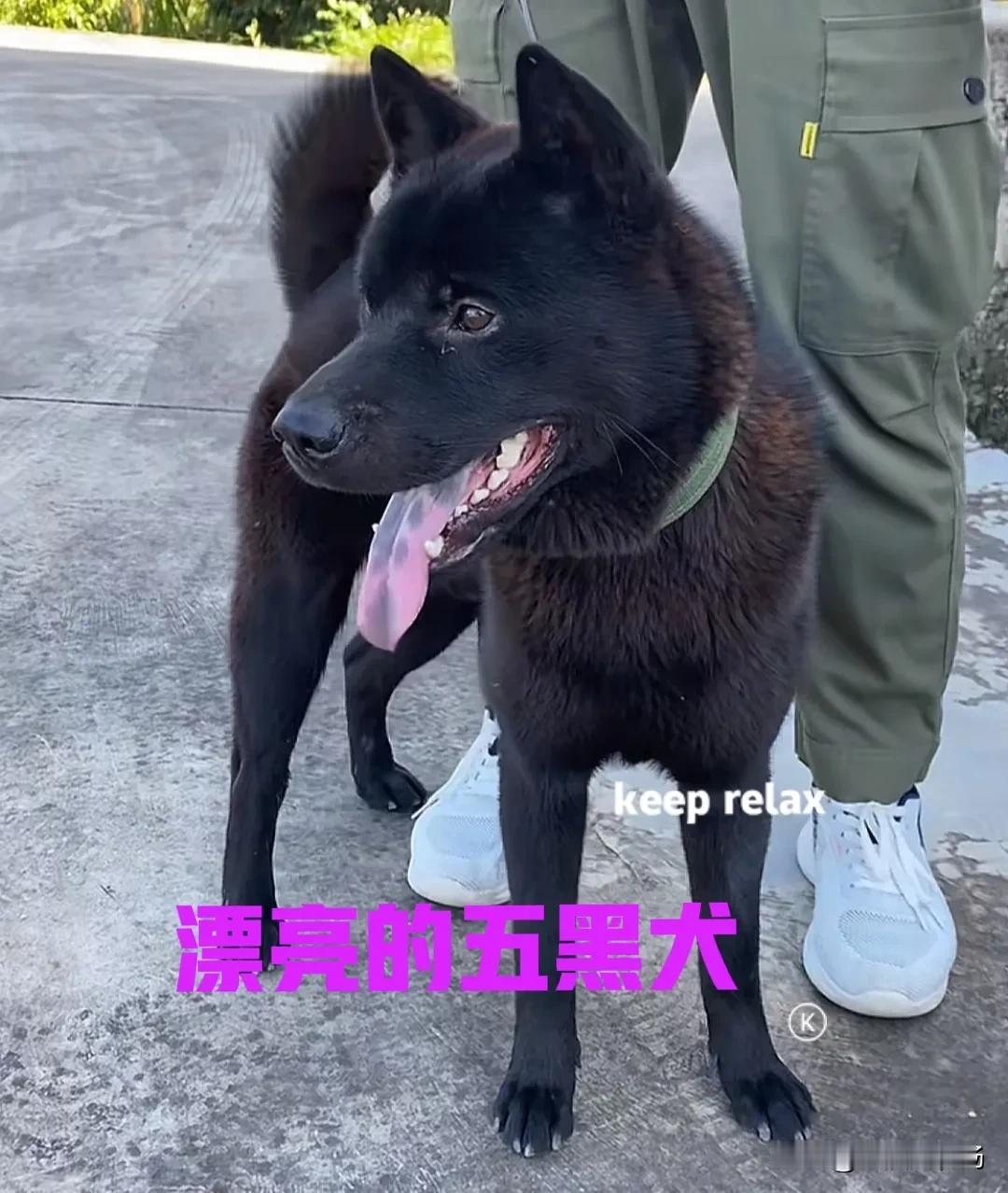 今天在公园里散步的时候，碰到一个帅气的小伙子。小伙手里牵着一只漂亮的黑狗，黑狗是
