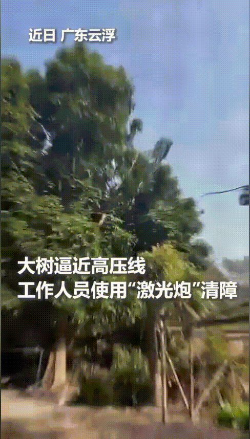“彻底解释不清了！”近日，广东云浮，大树长得太高逼近高压线，电力局工作人员使用“