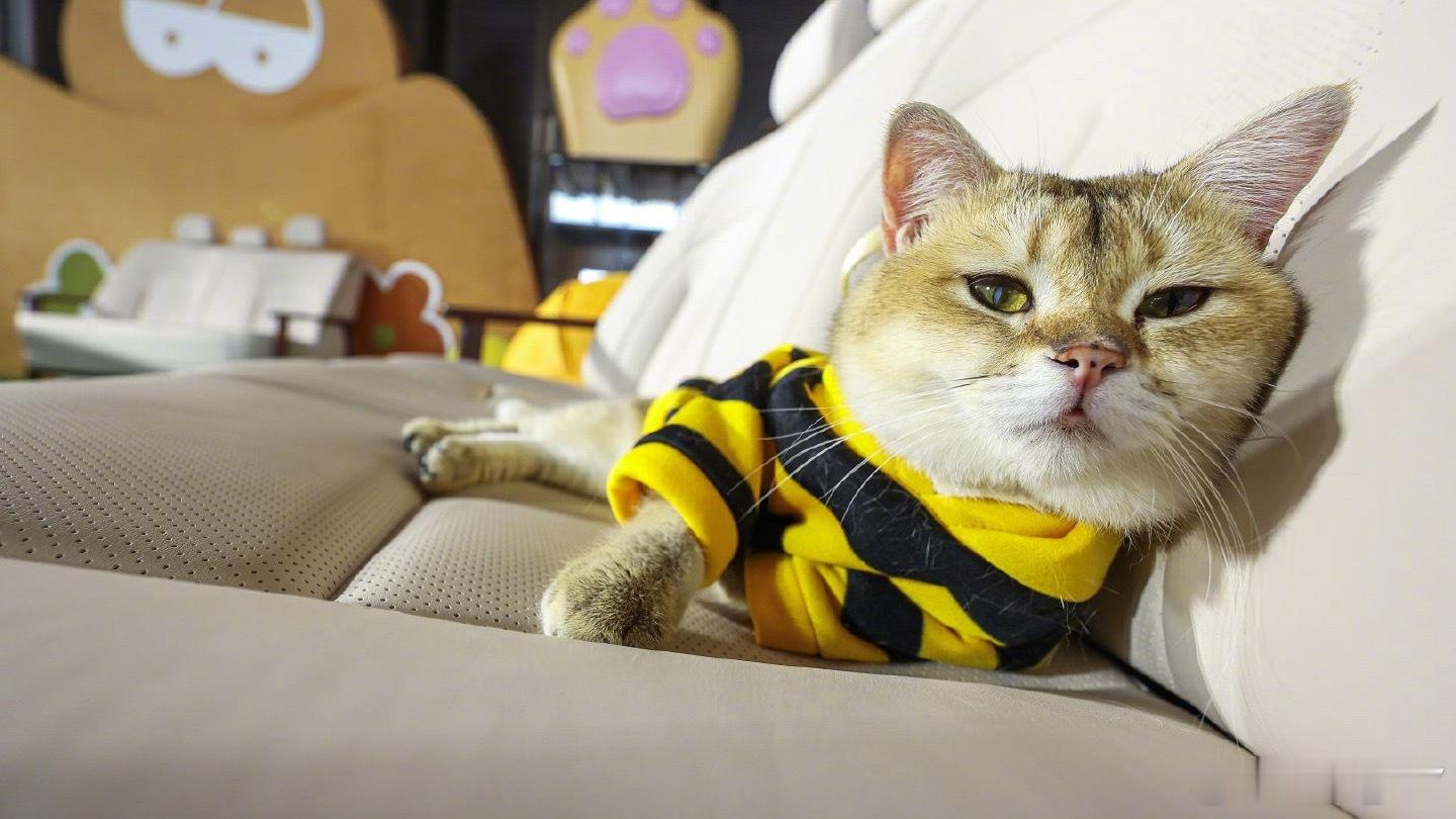 为何是“沙发”？东风日产N6的舒适牌，打给谁看？东风日产将500张“零压云毯沙发