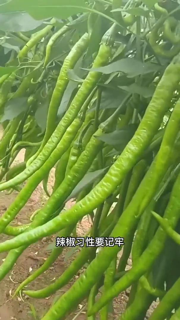 辣椒要想长得好，辣椒习性要记牢。辣椒有三喜三怕，椒友们一定要注意。·1、辣椒
