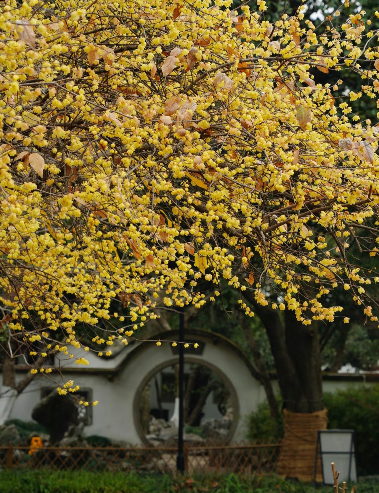 2.5实况丨花港观鱼的腊梅还在开！记得上月底的时候有给大家看过西湖花港观鱼的