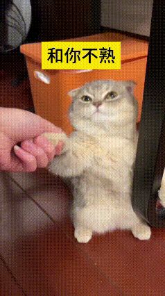 看到这个视频，瞅瞅这刚到家的小奶猫，主人拉着它的爪子要带它去窝里，它直接用另一只