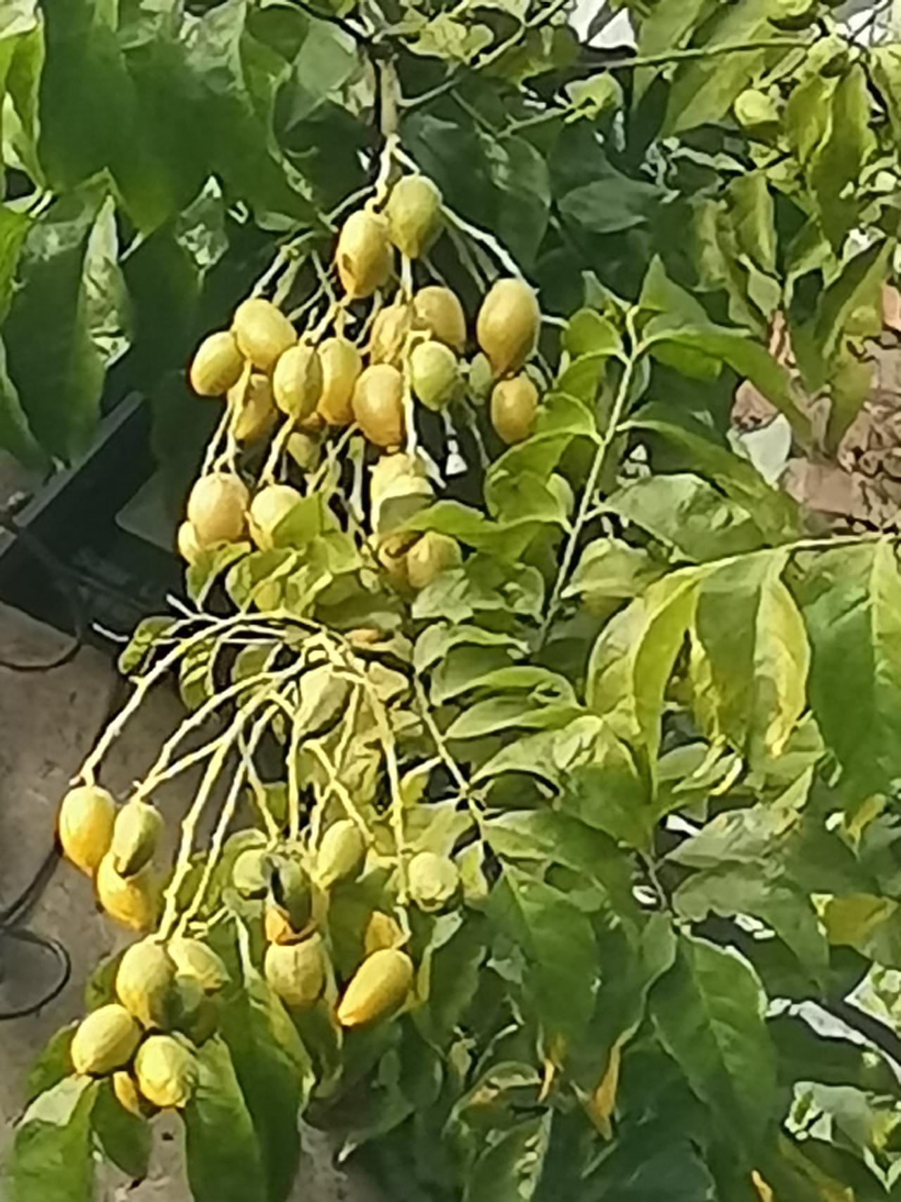 老房子的黄皮果硕果累累[爱心][爱心][爱心]：硕果累累正当时，枝繁叶茂果压枝