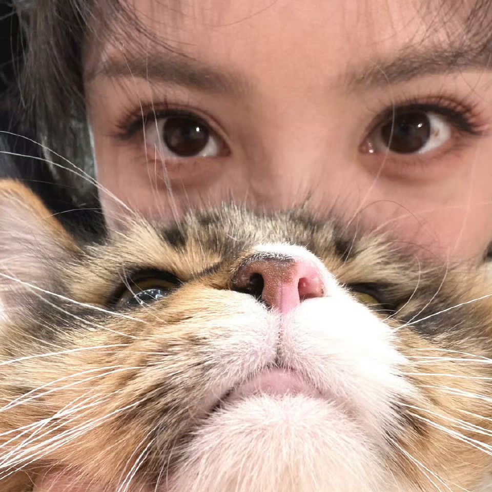 田曦薇人猫plog图中有两个小猫很可爱！🐱