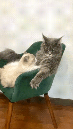 我家的公蓝猫从外面领回家一只流浪母白猫，到家的头几天，有几只公猫找上门，想把白猫