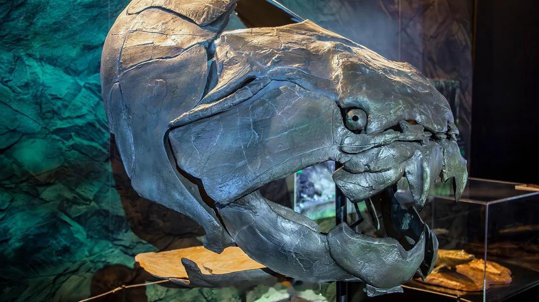 邓氏鱼的头骨，这是一种5米长的已灭绝鱼类，头骨有装甲，下颌有刃状。它的咬合力