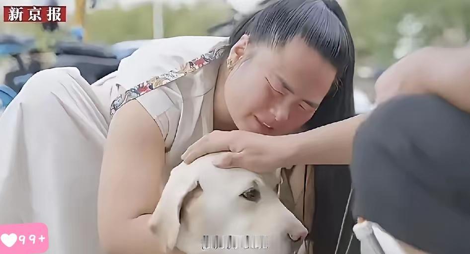 导盲犬芬迪终于被接走了！！奇怪的是，王女士和芬迪明明相处了两年。但分别的时候，