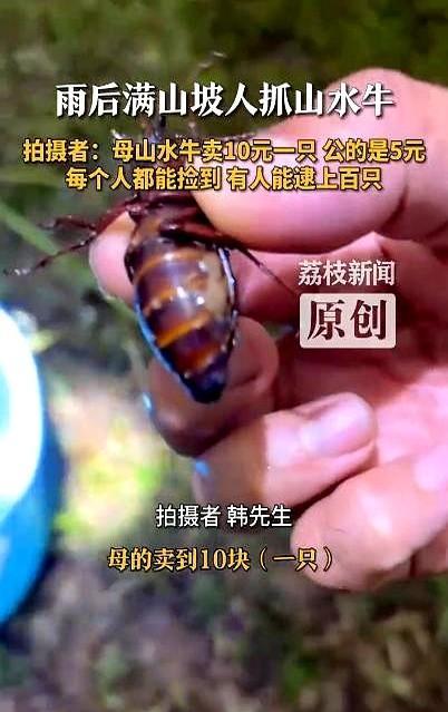 “这就是捡钱吧！”6月19日，山东日照，不少人冒雨出门，到日照水库边“挖宝”，个