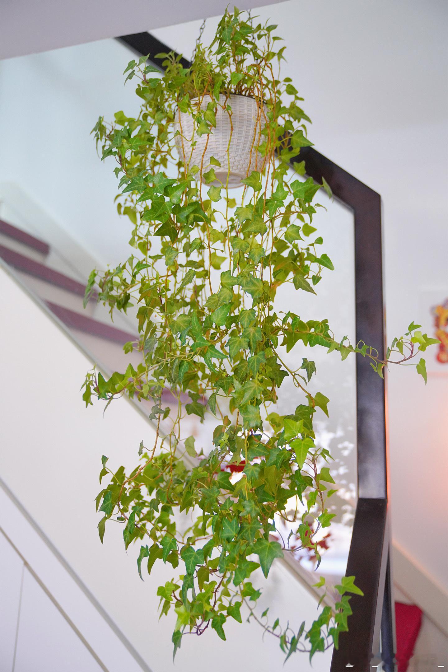 年前大扫除~收拾干净屋子，布置好新年装饰，迎接马年的到来