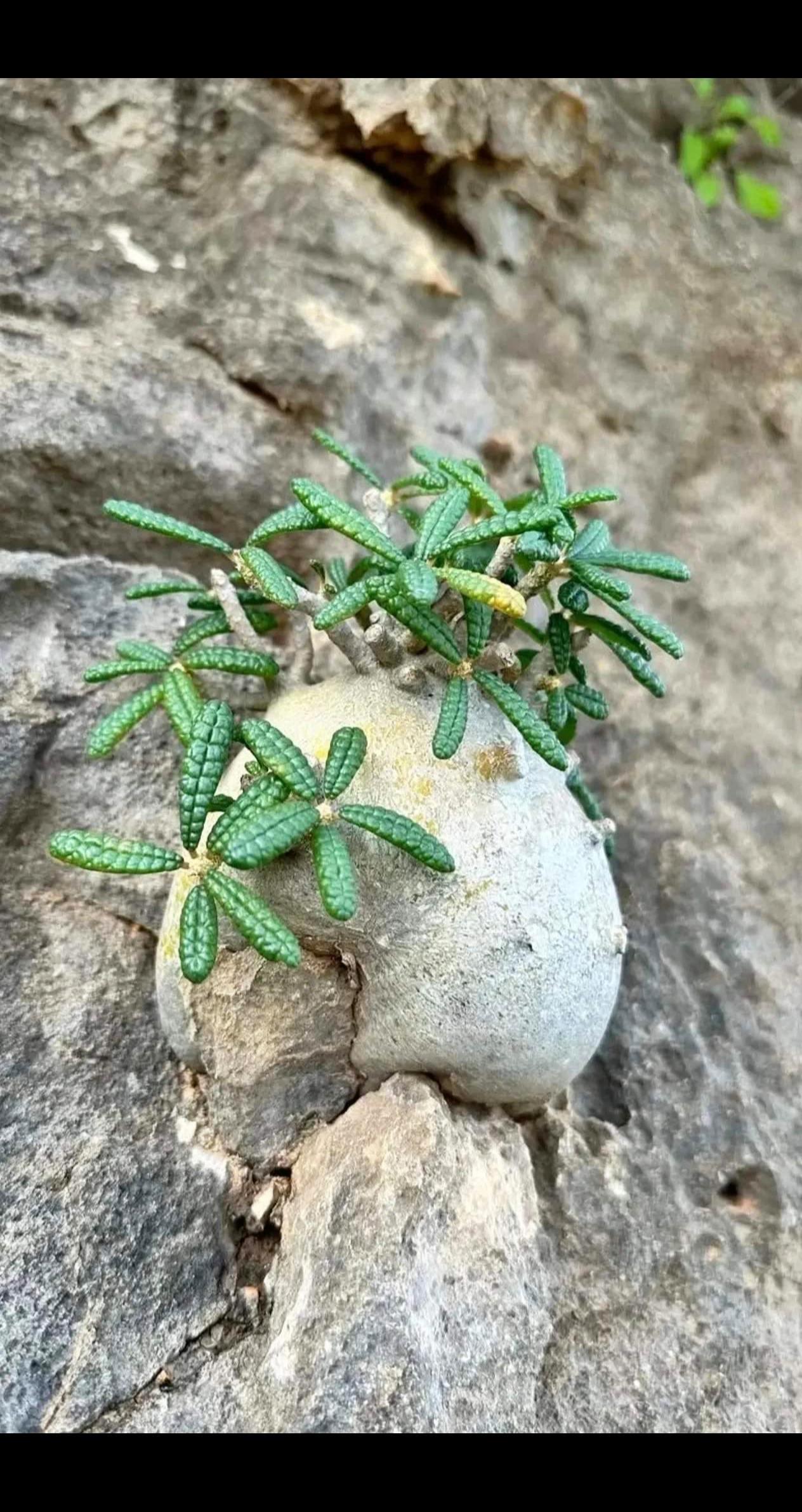 石头缝中生长的植物石缝植物