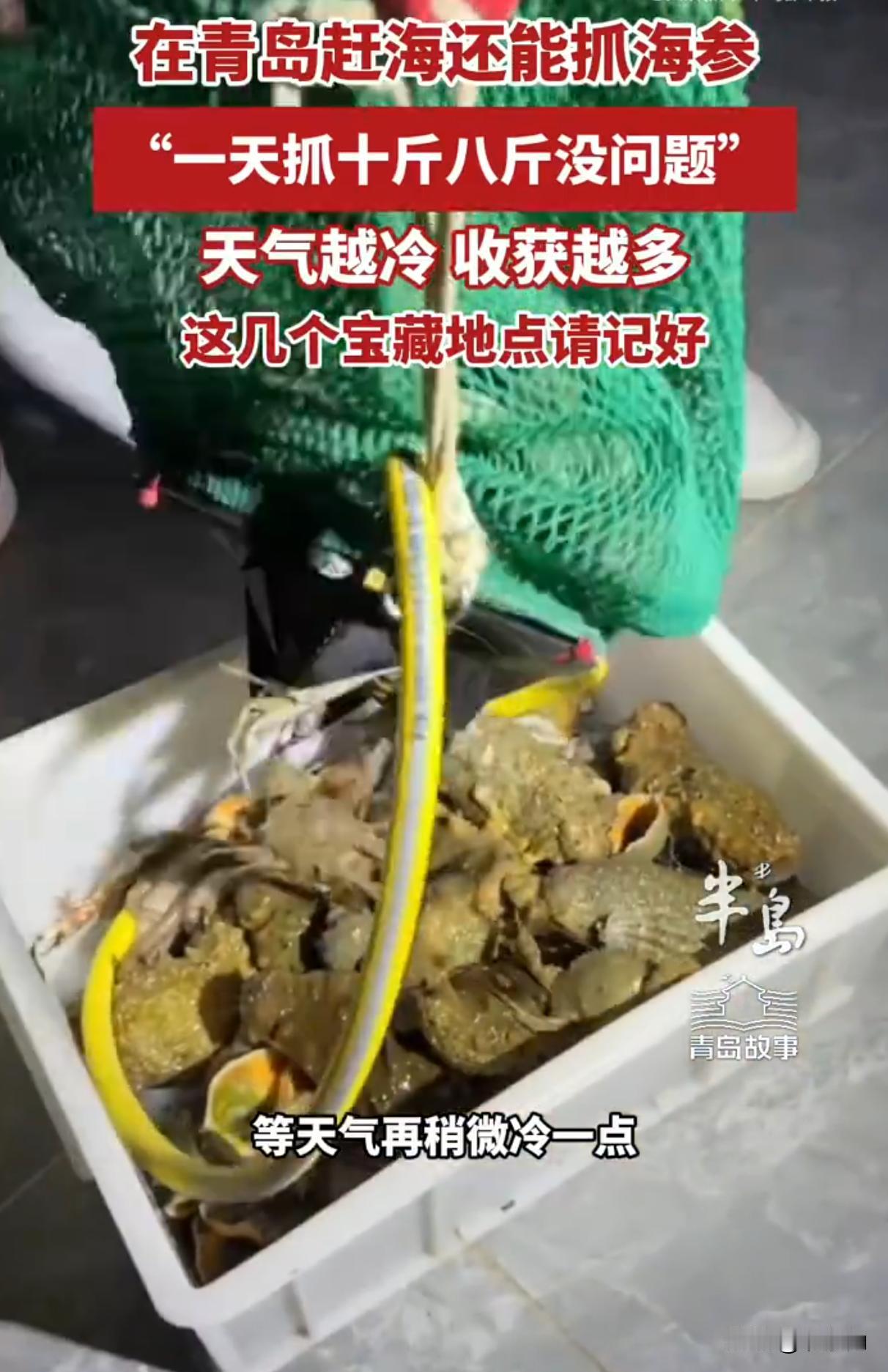 青岛赶海迎来旺季。有赶海达人说等天气再冷点，现在到明年5月，在太平角、海之风这些