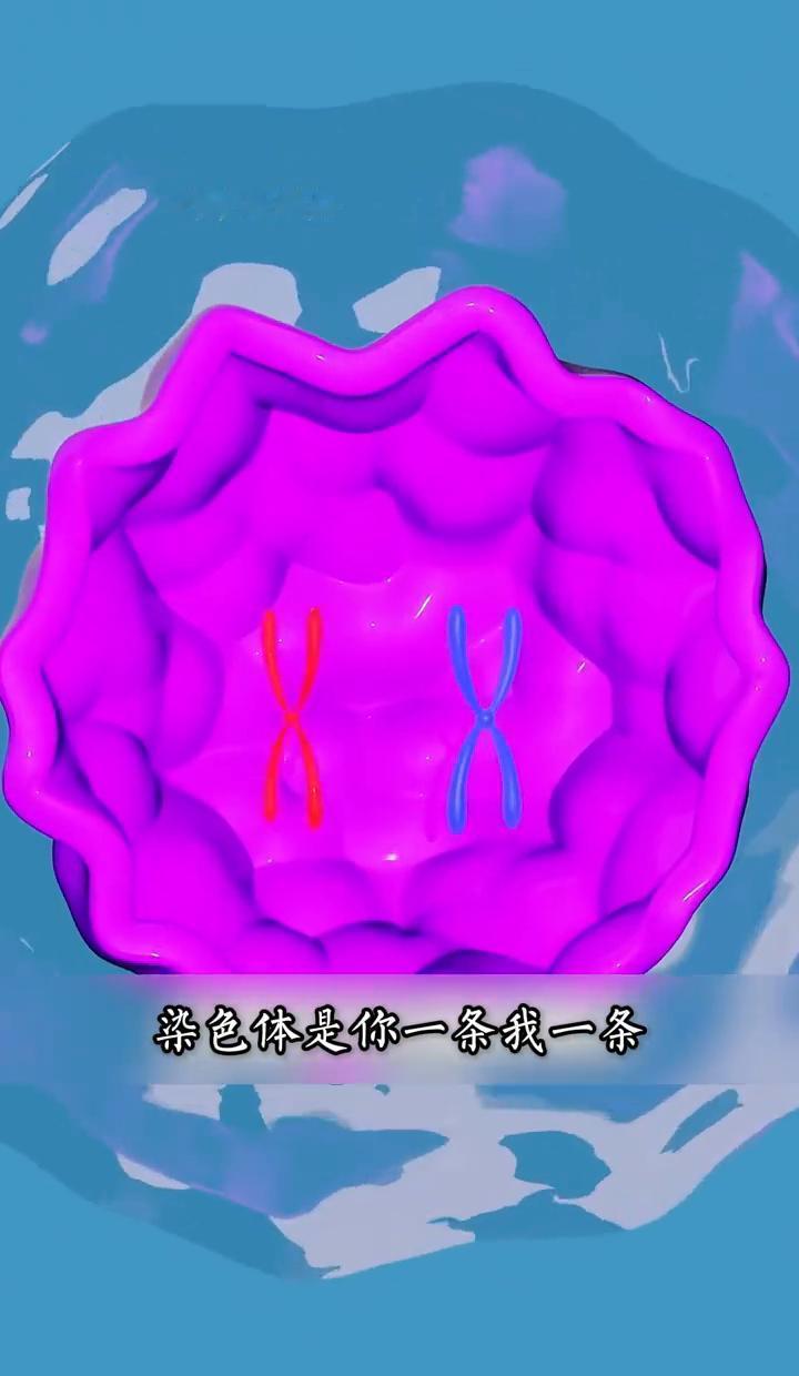 骡子不育是天选的“单身狗”，马和驴生不出娃，染色体数量不对付，一个64条，一个6