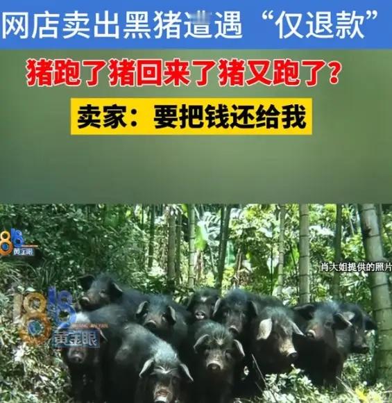 浙江杭州，一女子在线上卖土黑猪，一买家以630元/头的价格，在女子的网店下单了3