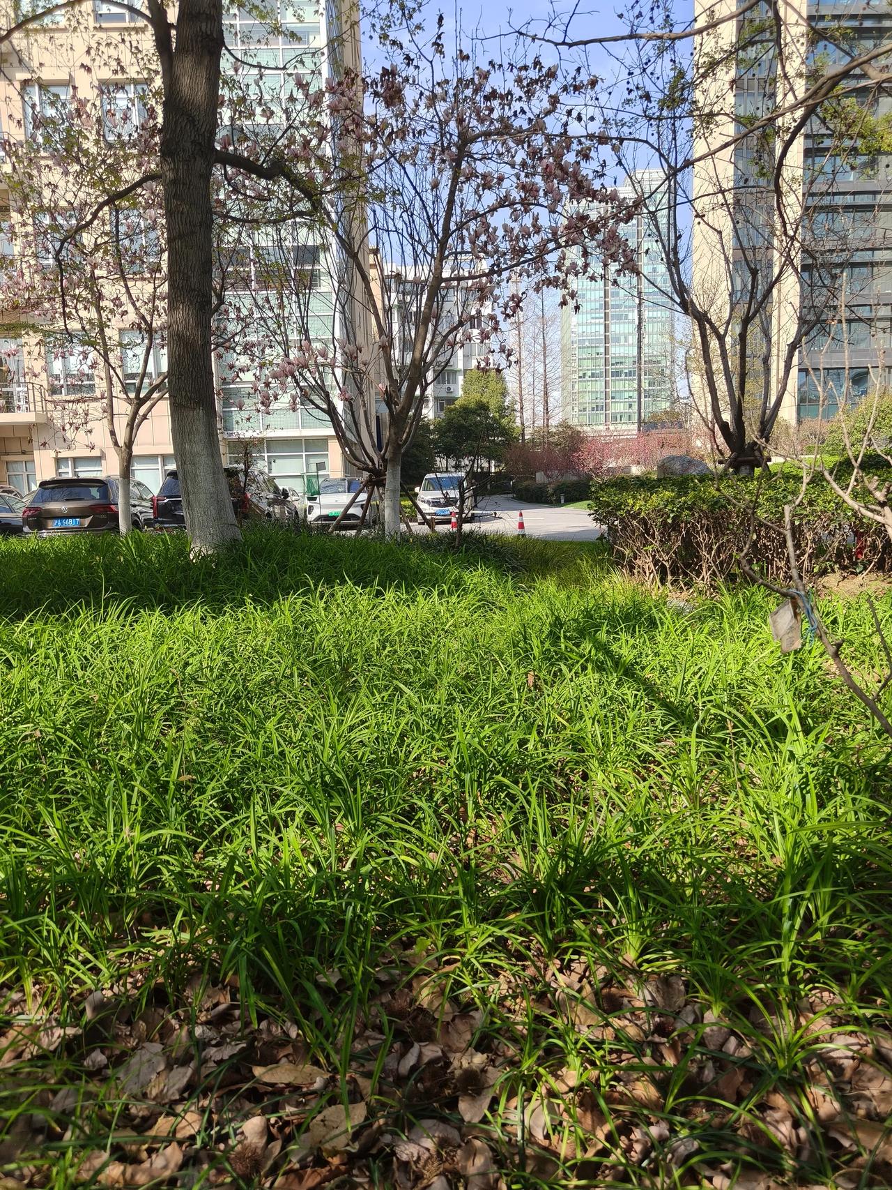 春日美景随手拍实景图分享！阳光下走走看看挺舒服的~[玫瑰]