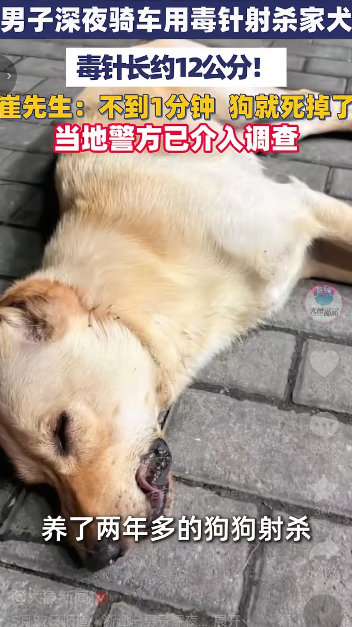 深夜毒针射杀家犬！不到1分钟，养了两年的狗就没了，凶手太嚣张浙江嘉兴海盐这
