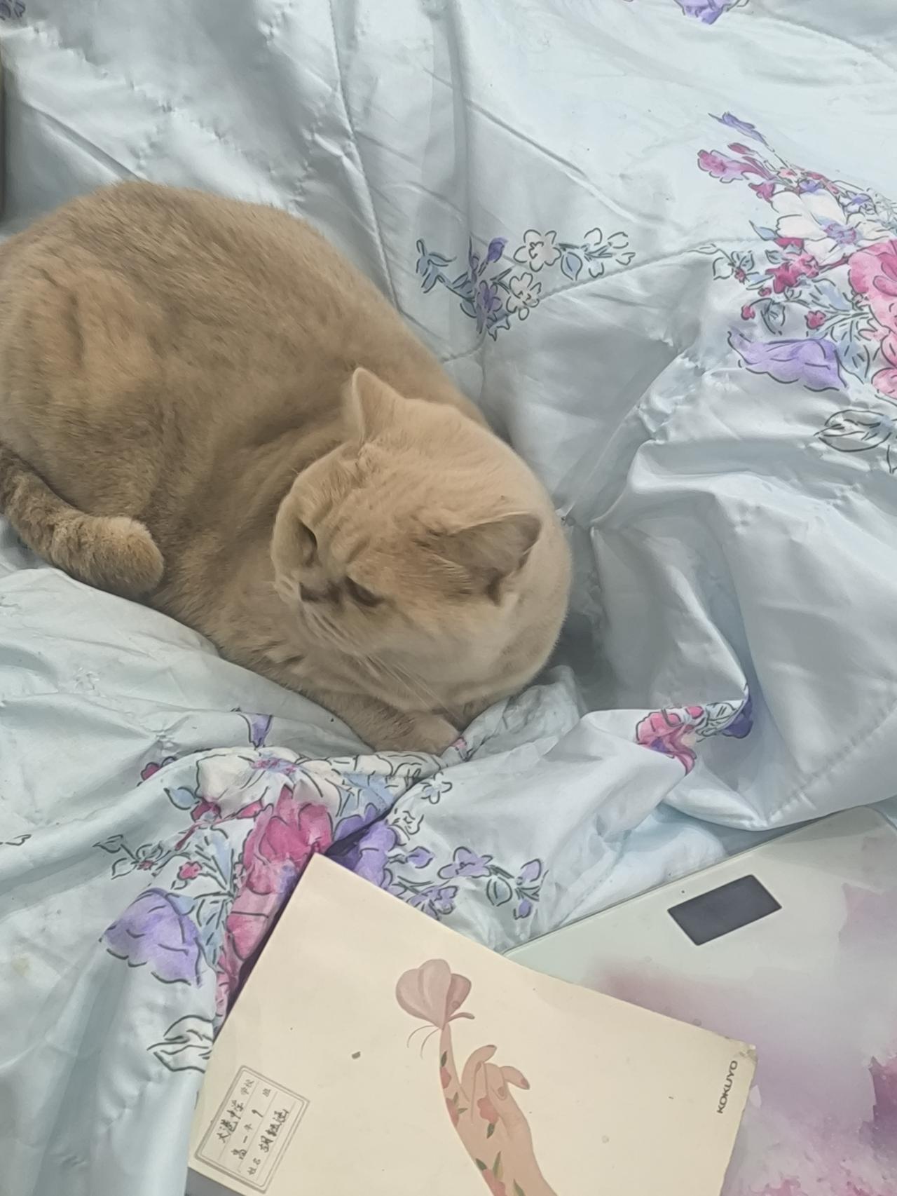 在沙发上“作秀”，既爱又恨[吐舌头眯眼睛笑]