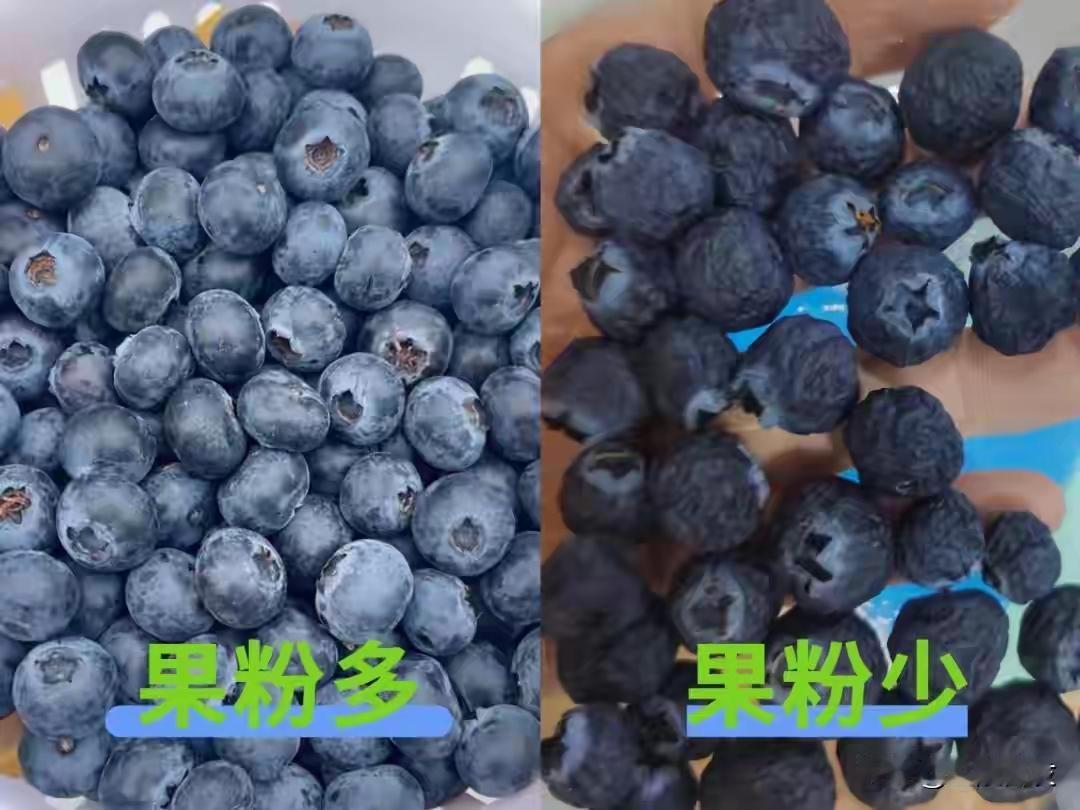 完整榜单女子连续2天吃半斤蓝莓患胃石症听起来是不是有点匪夷所思？蓝莓，这个