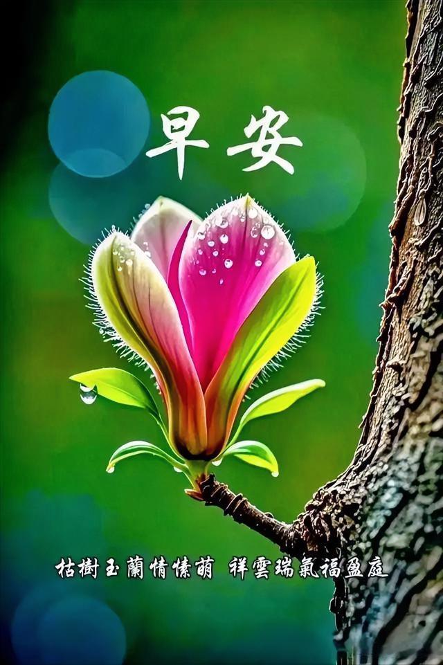 早安，愿你如玉兰般绽放，迎接祥云瑞气，福满庭院。
