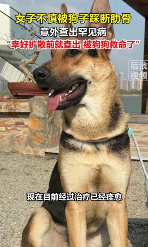 解释不清了！北京一只80斤的牧羊犬，突然跳主人身上，把她踩骨折了，谁料到医院一看