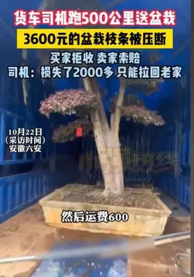 “货车司机太难了！”安徽六安，男子接了一个单，是运一棵盆栽到买主那里，500公里