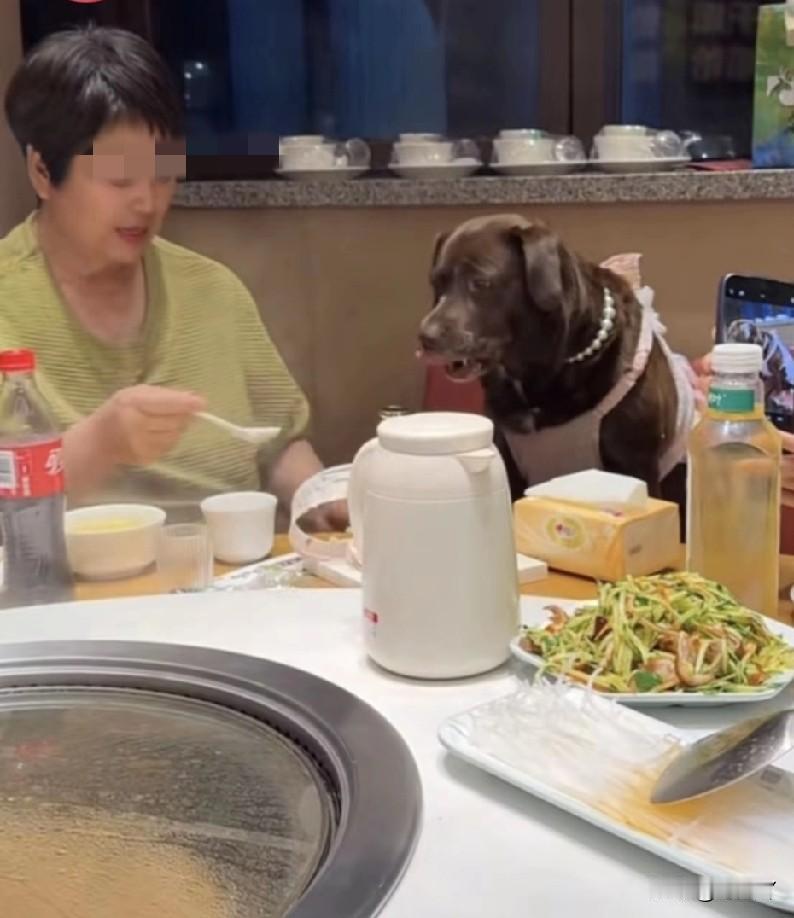 看到天津女子把狗带去饭店过生日这事儿，真的是气不打一处来！狗主人的素质就不用