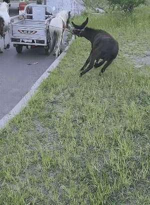 犟驴倔驴犟种这一刻具象化了[笑着哭]对犟驴的印象天生的犟