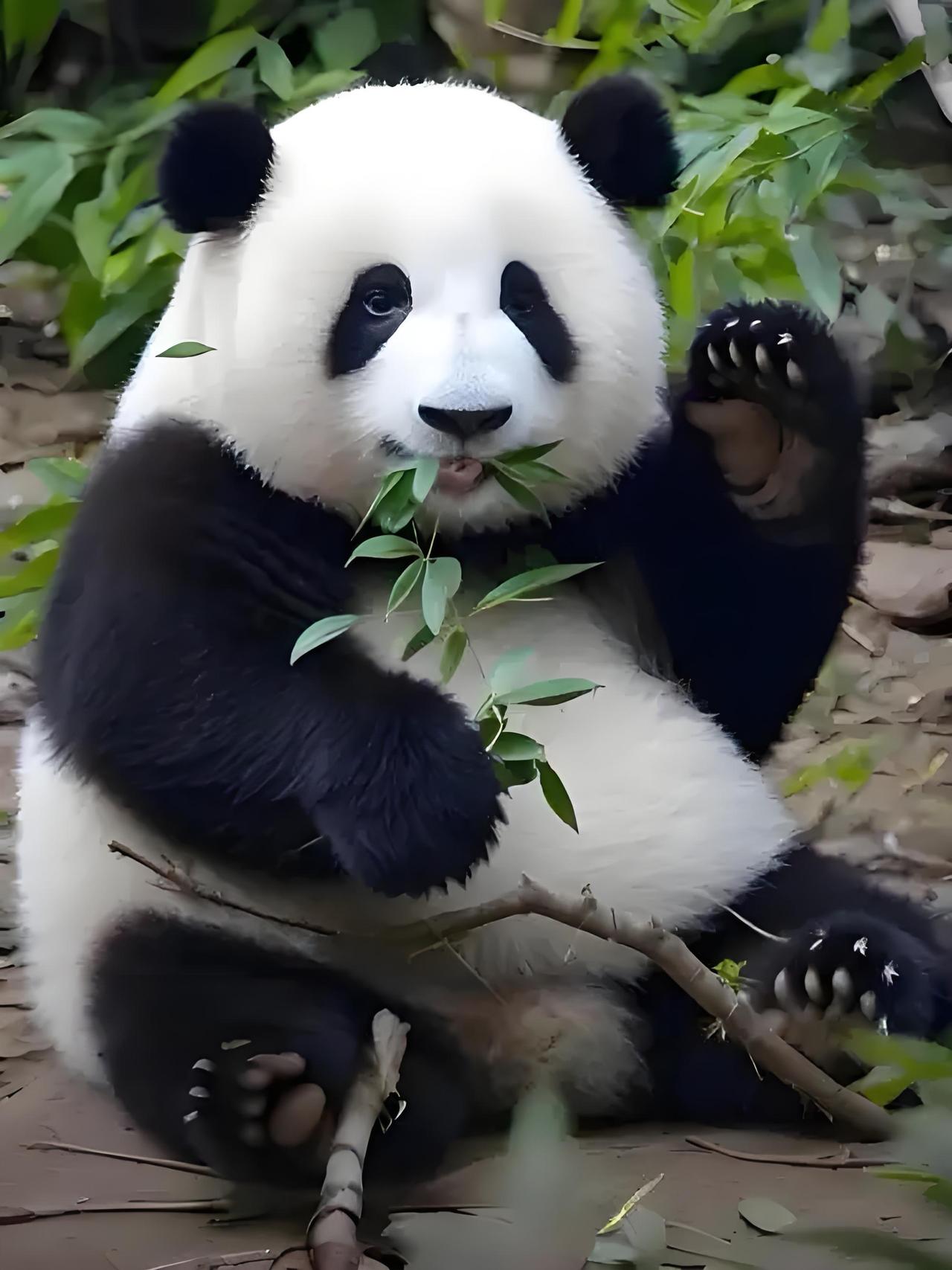 日本神户市议员上畠宽弘大放厥词称，要是我们不把大熊猫租借给日本，那么日本可以向小