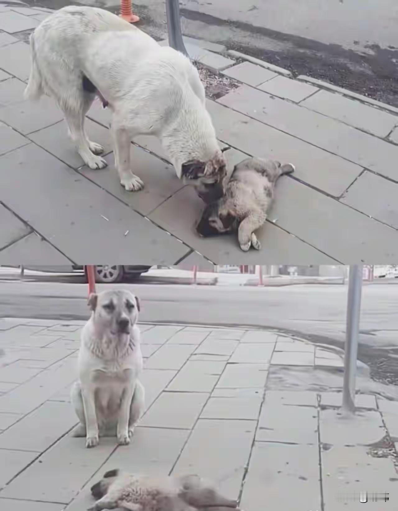 太可怜了！这天一只流浪狗妈妈带着自己的孩子去乞食，可当它们过马路的时候，狗宝宝不