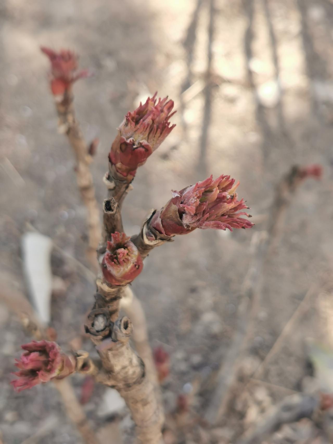 牡丹快开了吧先别急着喷，你看吧，下面的图片就是牡丹的新芽。这些新芽里就