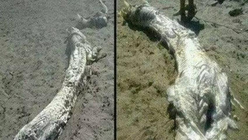 1944年黑龙江坠龙事件图片