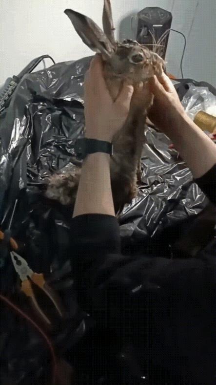俄军无人机飞手别出心裁，将炸弹藏在野兔的皮囊中，然后用无人机将这些伪装成被汽车轧