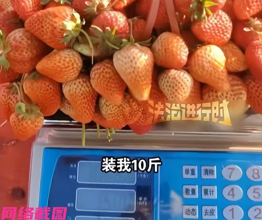 安徽临泉有女子带孩子，来一处草莓园里采摘，这里也是女子和孩子一起的亲子乐。只