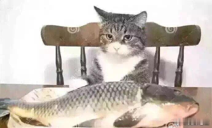 唉！心有鱼，力不足，咋办啊？